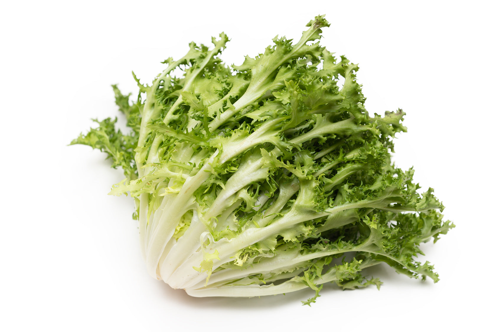 Semi di invidia "Scarola cardoncello barese" piante per orto e giardino coltivazione domestica e professionale