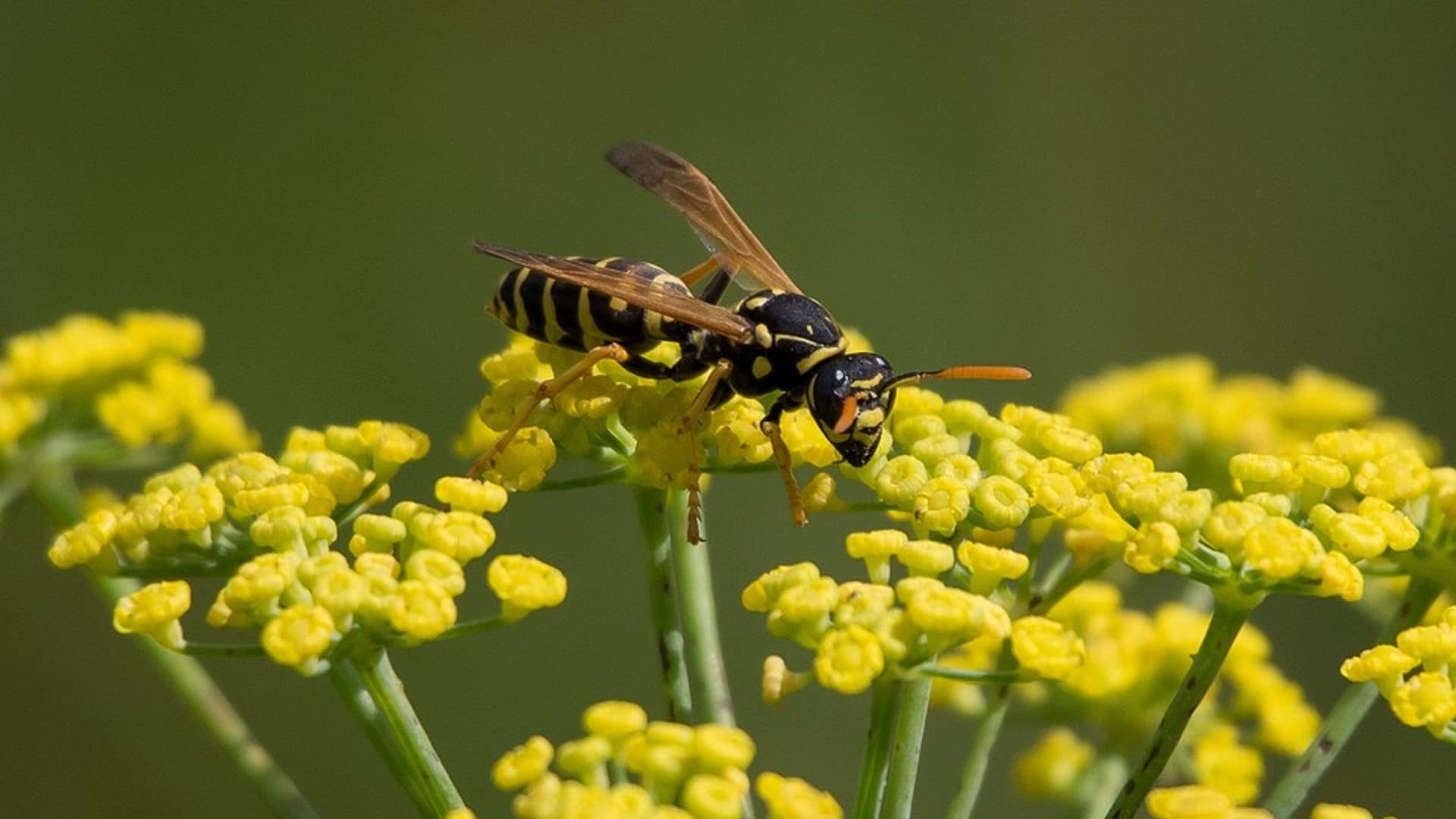 Sacchetto scaccia vespe da appendere per alberi a forma di alveolare