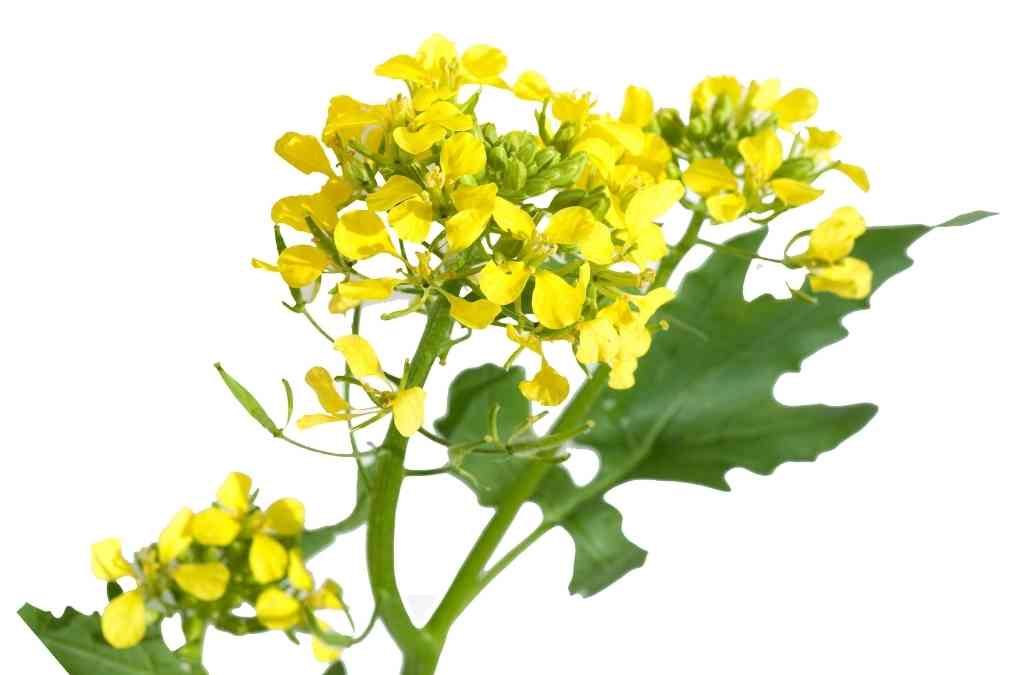 Semi di Senape piante per orto e giardino coltivazione domestica e professionale