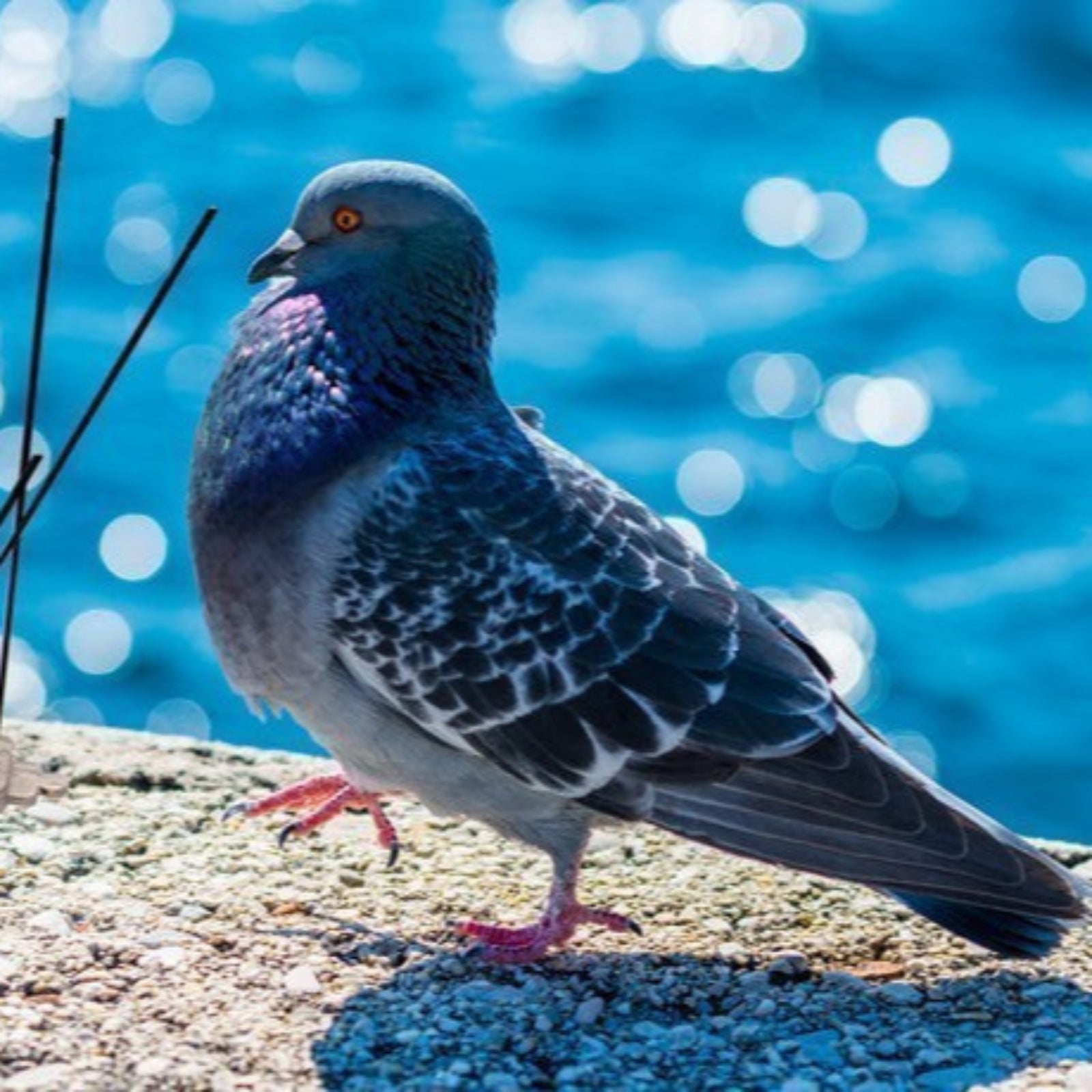 Dissuasore per Piccioni e Uccelli in acciaio inox da muro 80 spilli