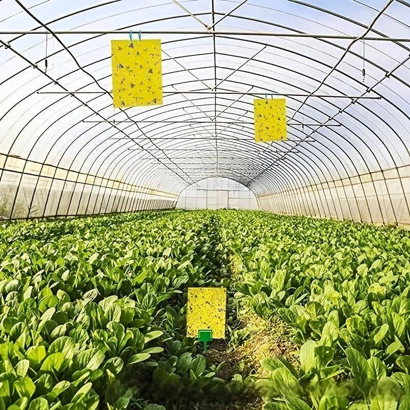 Trappola cromotropica, pannelli di colore giallo da 40 x 25 cm