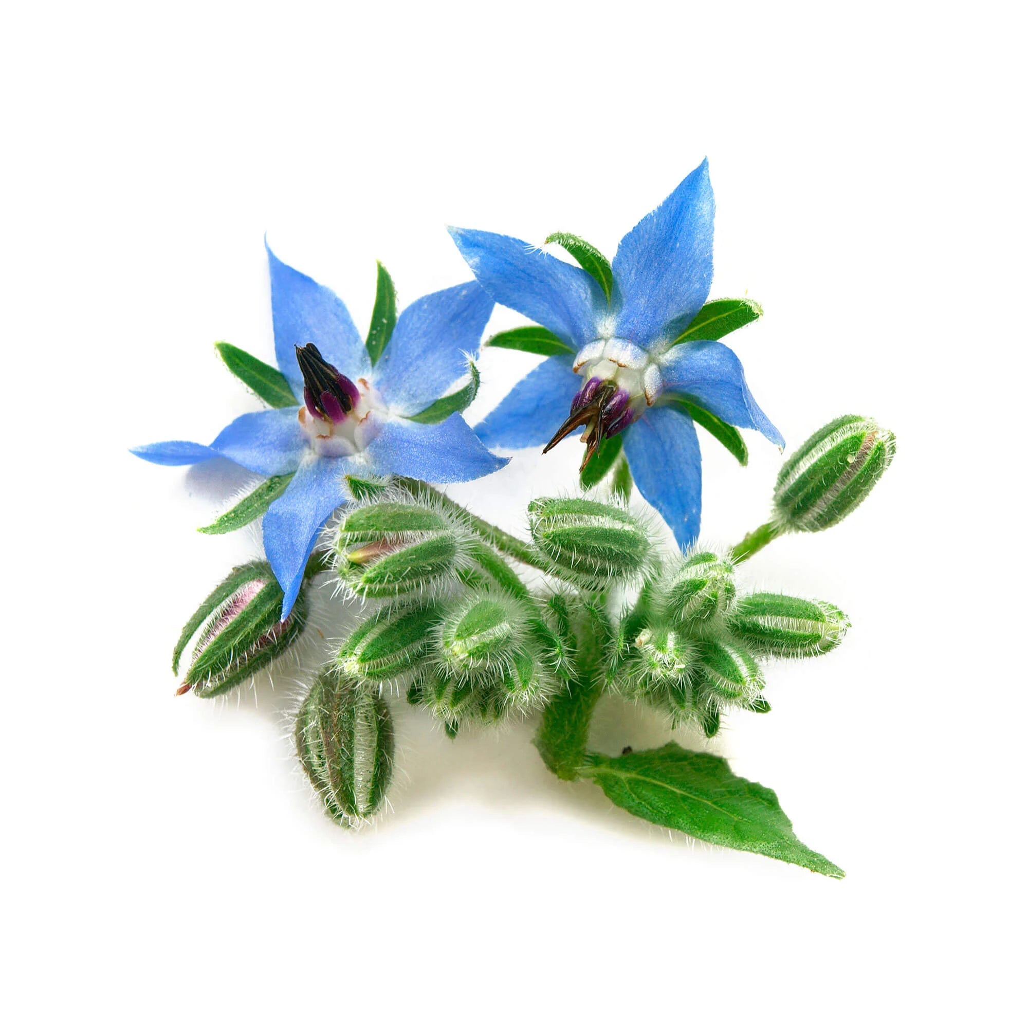 Semi di Borragine piante per orto e giardino coltivazione domestica e professionale