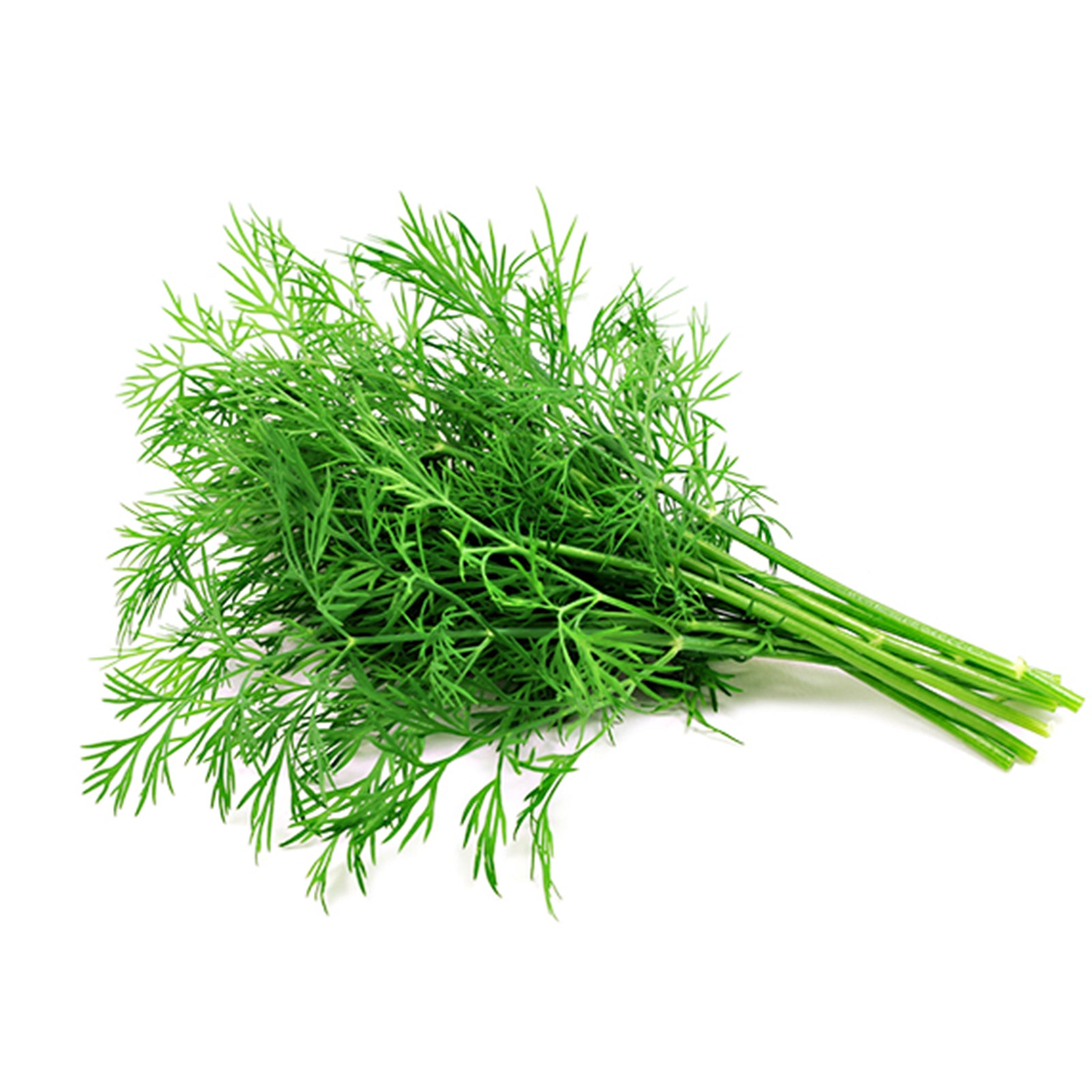 Semi di Aneto piante per orto e giardino coltivazione domestica e professionale