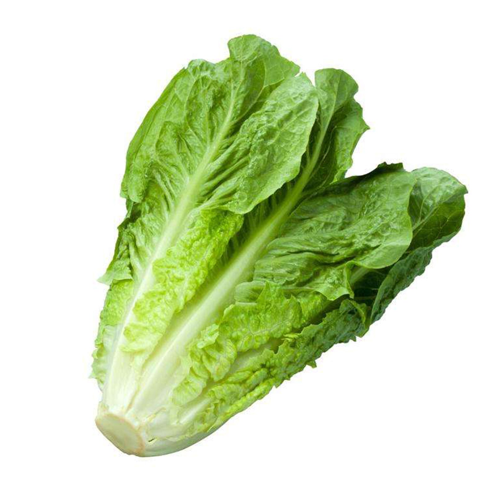 Semi di lattuga "bionda degli ortolani" piante per orto e giardino coltivazione domestica e professionale