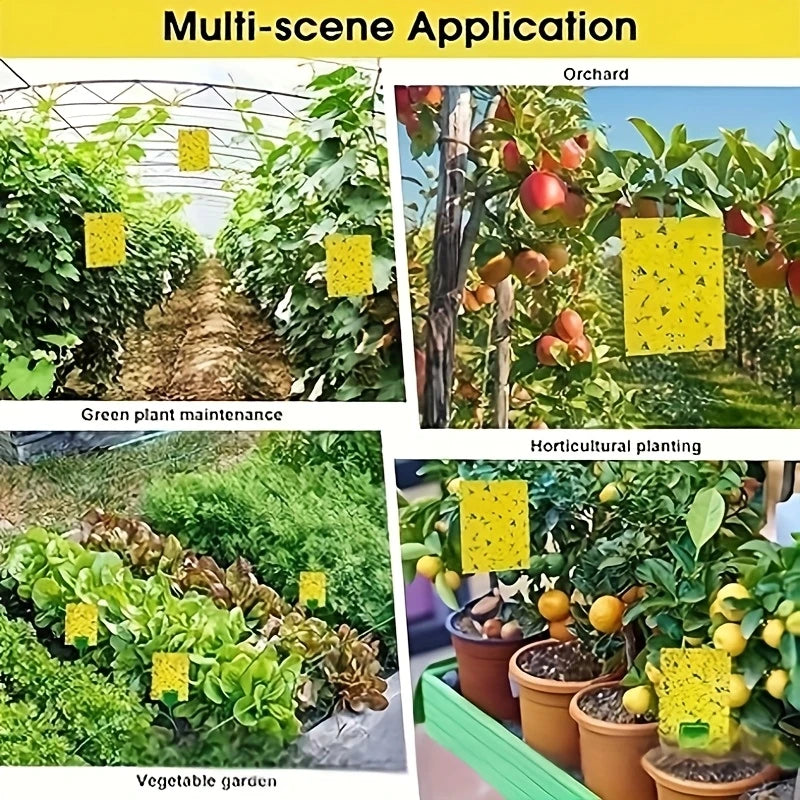 Trappola cromotropica, pannelli di colore giallo da 40 x 25 cm