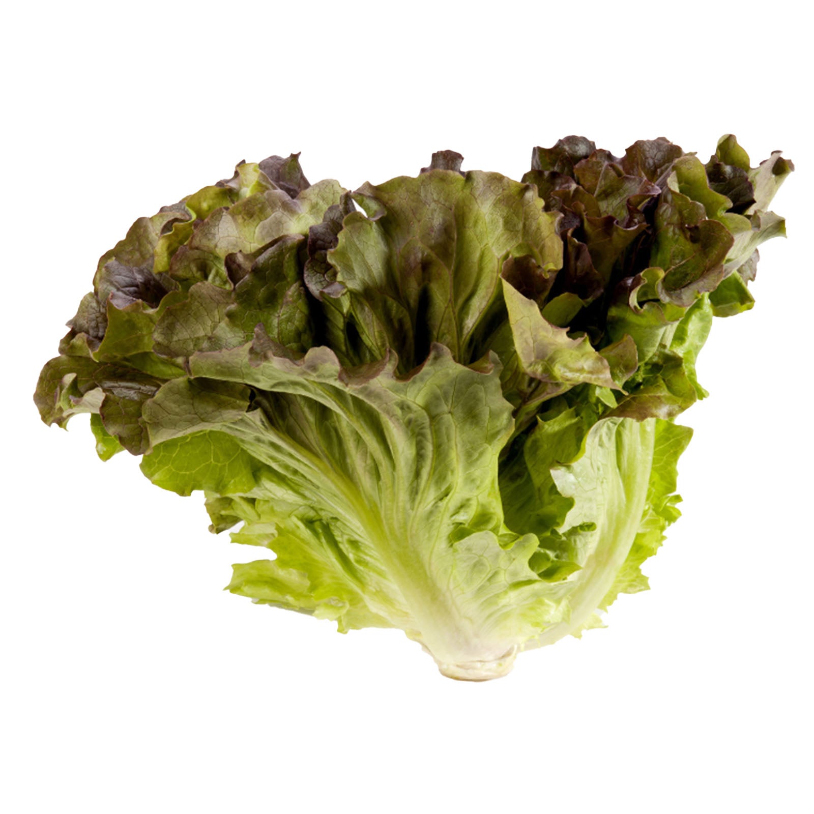 Semi di lattuga "Canasta"  piante per orto e giardino coltivazione domestica e professionale