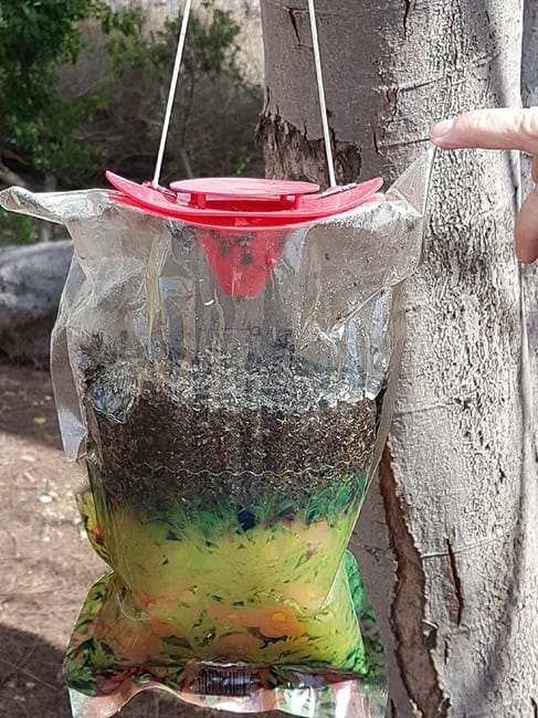 Trappola ecologica cattura mosche in plastica per uso da esterni