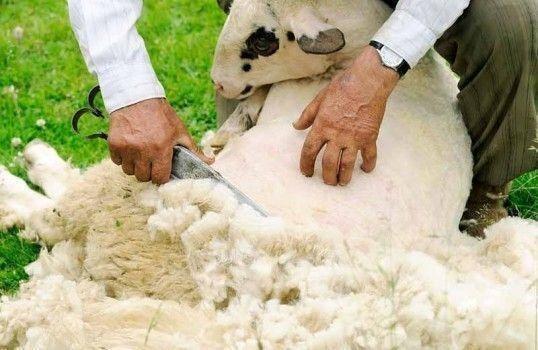 Tosatrice manuale a forbice in acciaio per pecore e cavalli