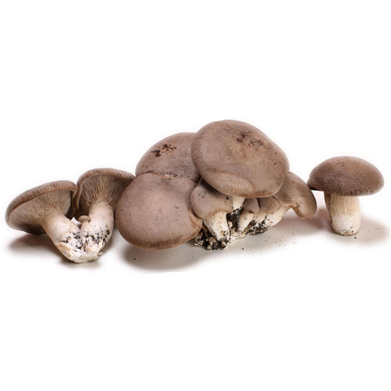 Pani di funghi cardoncelli pleurotus eryngii coltivazione cardoncello substrato e ceppo balletta