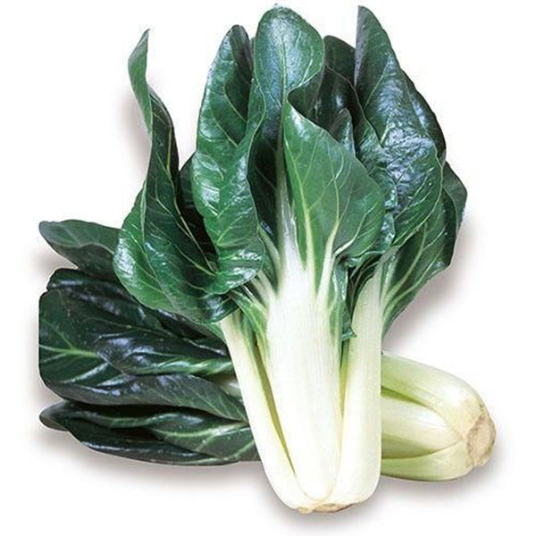 Semi di bietola verde costa larga argentata 3 piante per orto e giardino