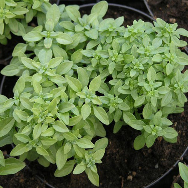 Semi di basilico "Fine verde" piante per orto e giardino