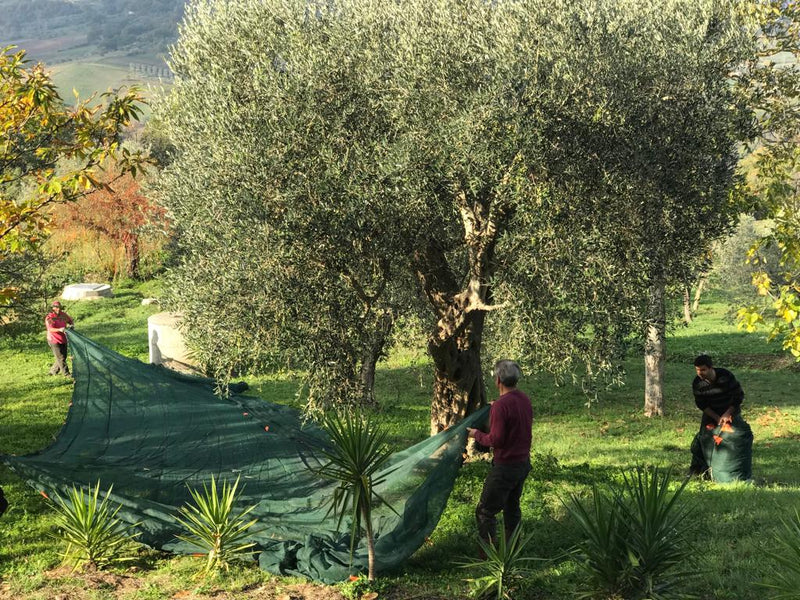 Rete pesante per la raccolta di Olive e Mandorle "Aperta" anti-spina con angoli e occhielli rinforzati
