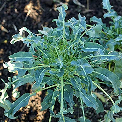 Semi di Cavolo Broccolo a getti di Napoli "Mugnilino" piante per orto e giardino