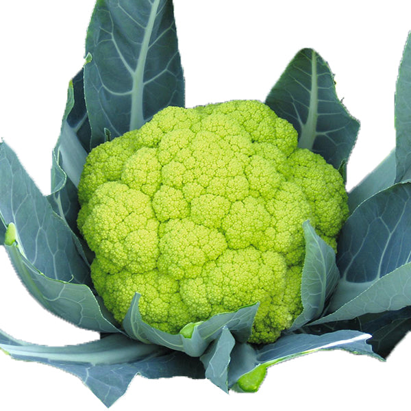 Semi di cavolfiore verde di Macerata "Natalino" piante per orto e giardino
