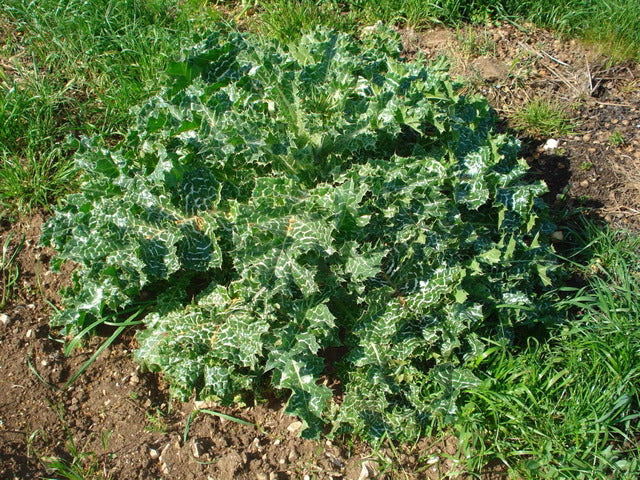 Semi di cardone cardoncello selvatico ortaggio pianta per orto e giardino