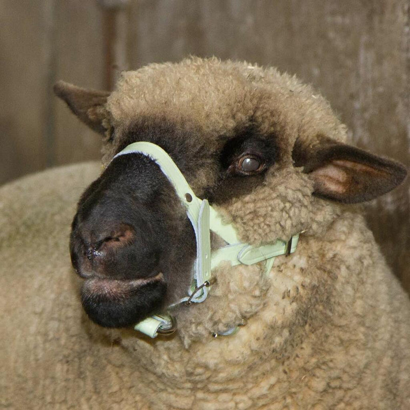 Capezza per pecora in pelle di bufalo doppia con fibbia in metallo