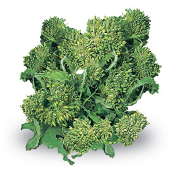 Semi di cima di Rapa "Novantina riccia S.Marzano" piante per orto e giardino