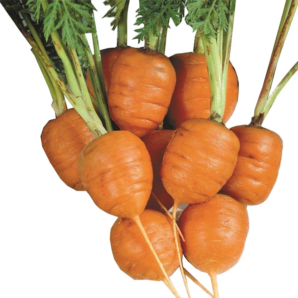 Semi di carota "Pariser markt 4" piante per orto e giardino