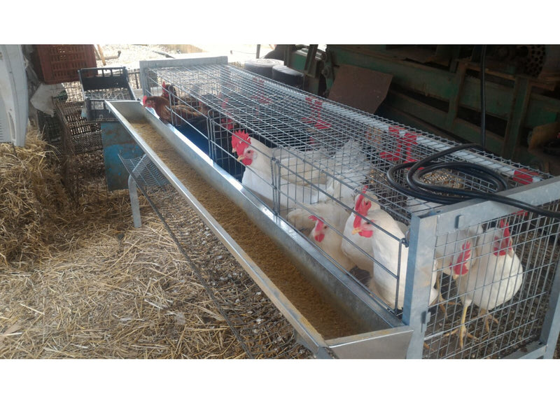 Gabbia zincata per galline ovaiole ad 1 piano con mangiatoia ed abbeveratoio