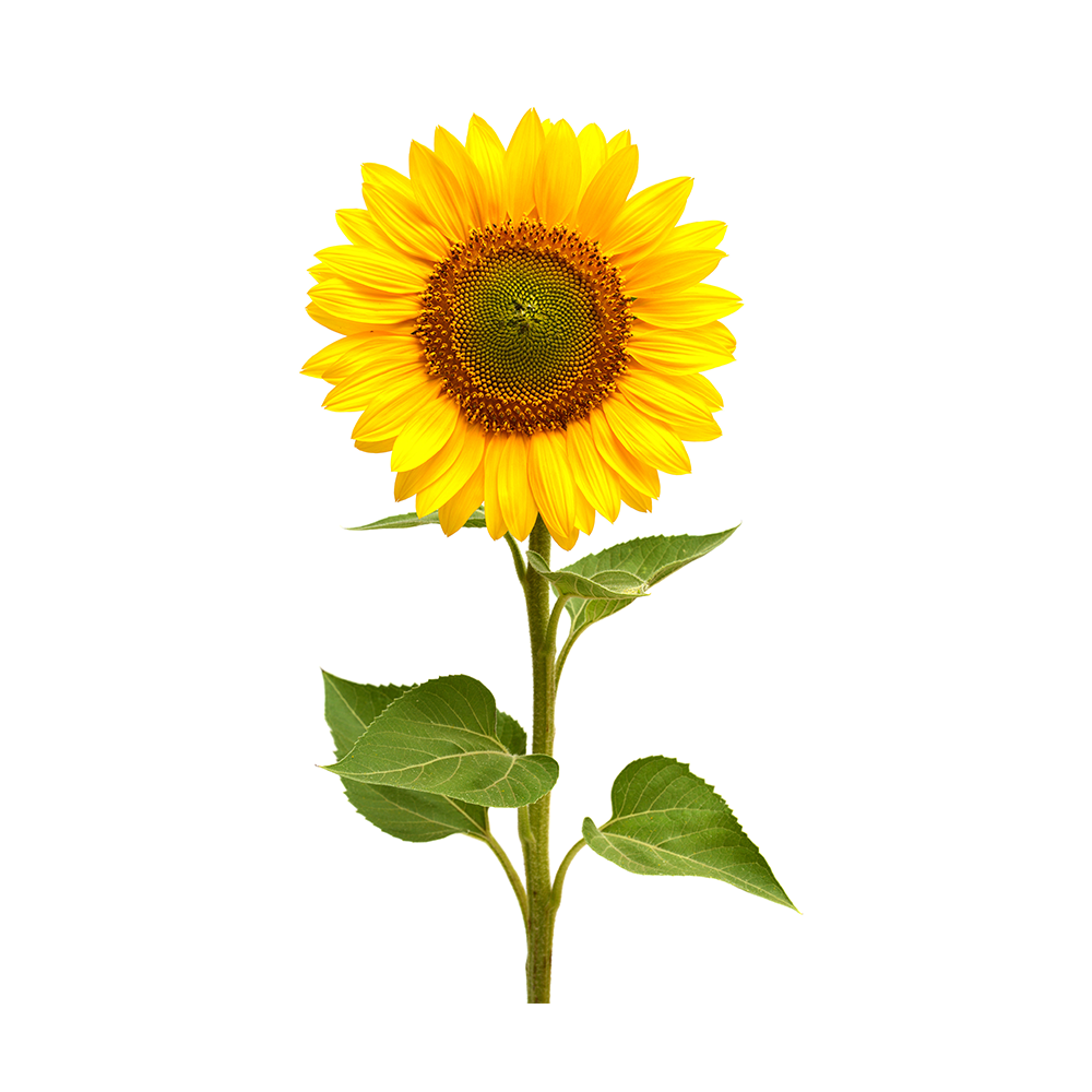 Semi di Girasole piante per orto e giardino coltivazione domestica e professionale