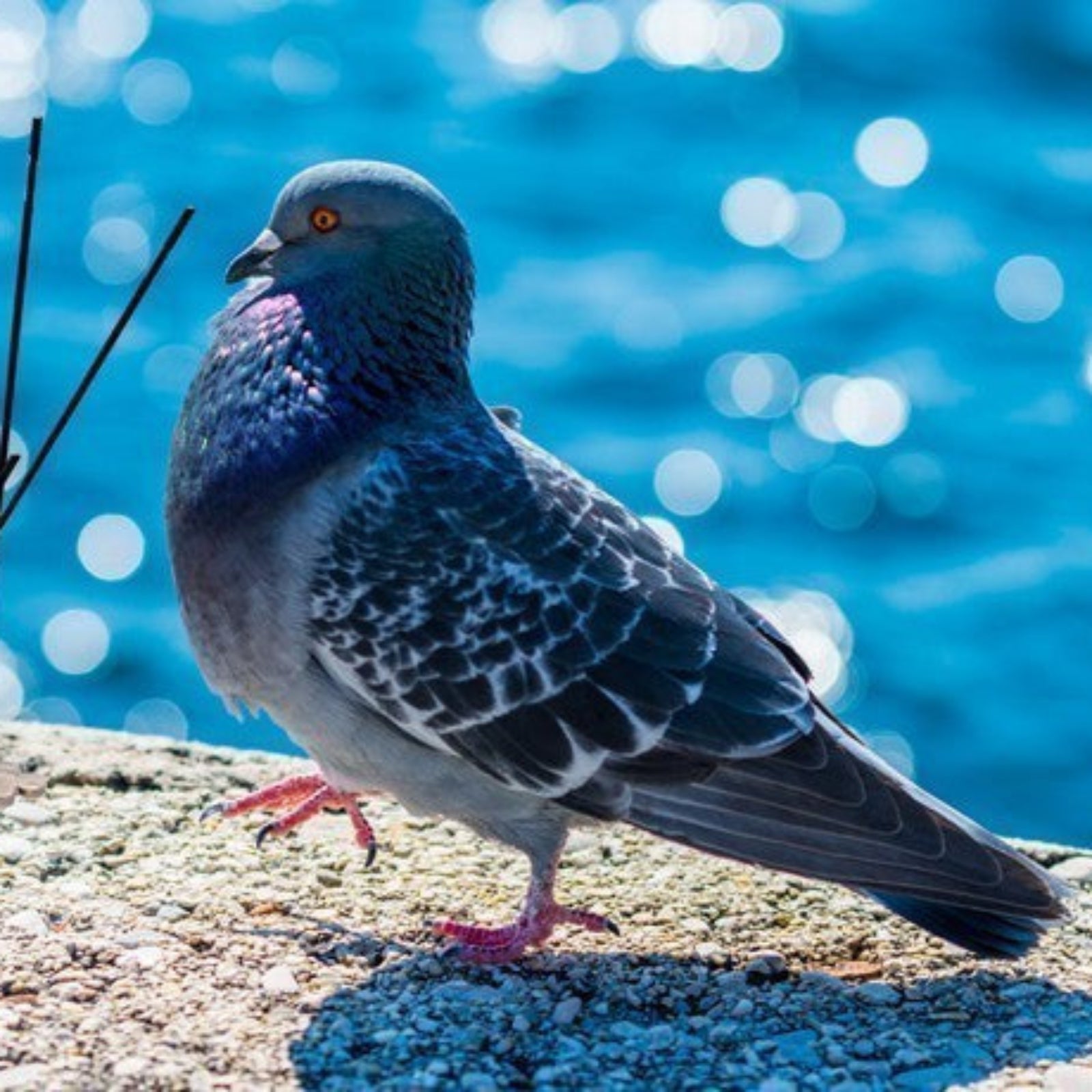 Dissuasore per Piccioni e Uccelli in acciaio inox con base in Policarbonato da muro